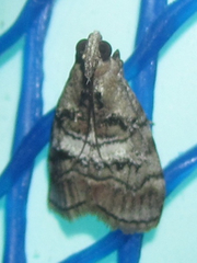 Pococera subcanalis