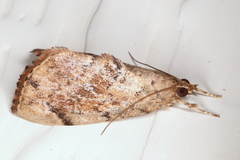 Crocidolomia suffusalis
