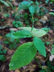 Impatiens pallida