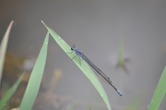 Pseudagrion salisburyense