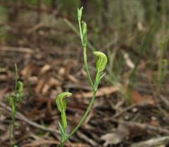 Pterostylis parviflora