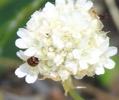 Armeria arenaria