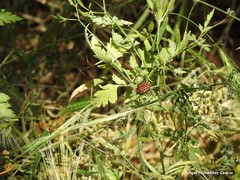Chaerophyllum nodosum
