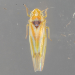 Erythridula penenoeva