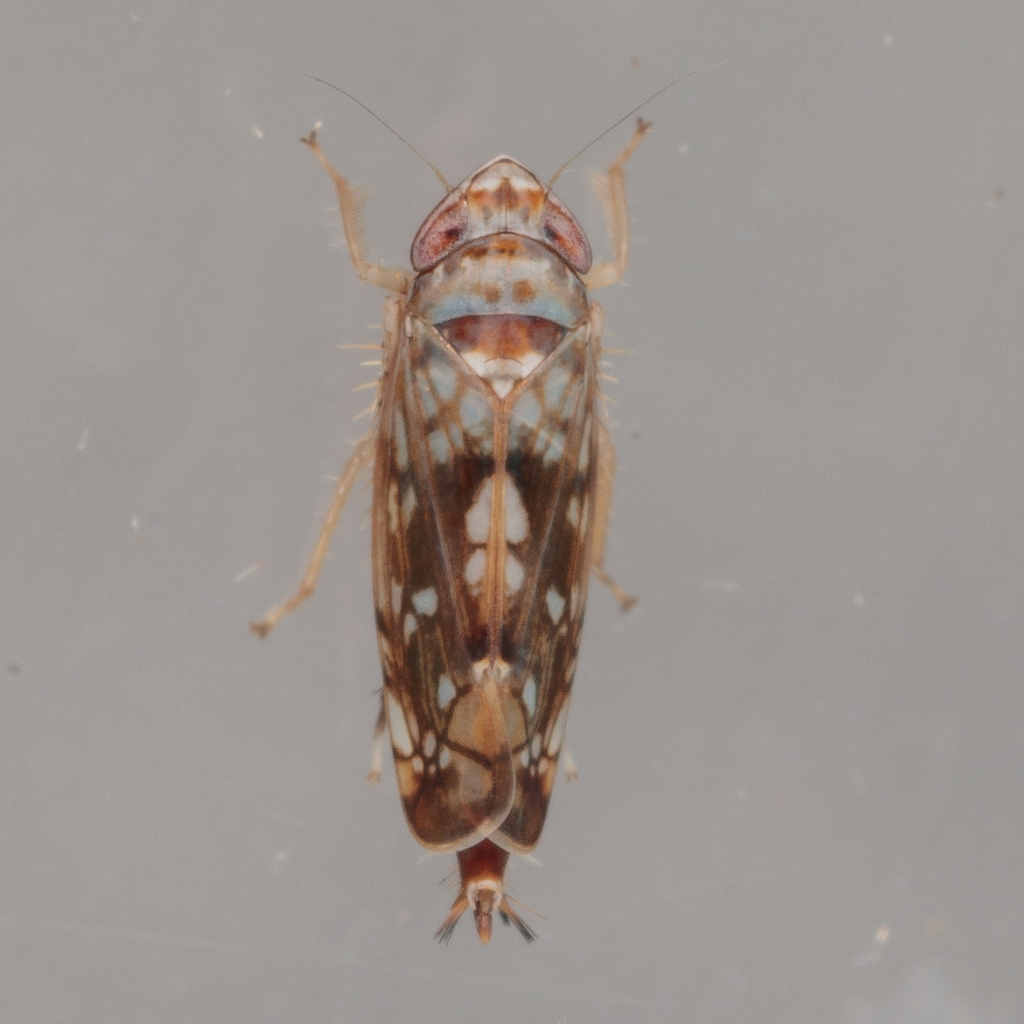 Scaphoideus lophus