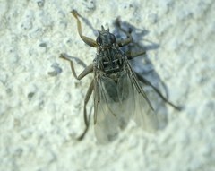 Pseudolynchia canariensis