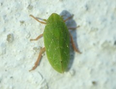 Tettigometridae
