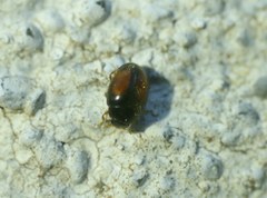 Nephus redtenbacheri