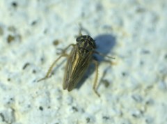 Agalliini