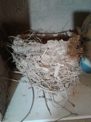 Aves