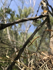 Mecynogea lemniscata