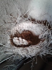 Aves