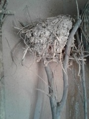Aves