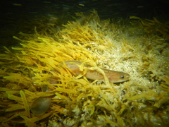 Shore Rockling photo 2