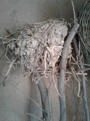 Aves
