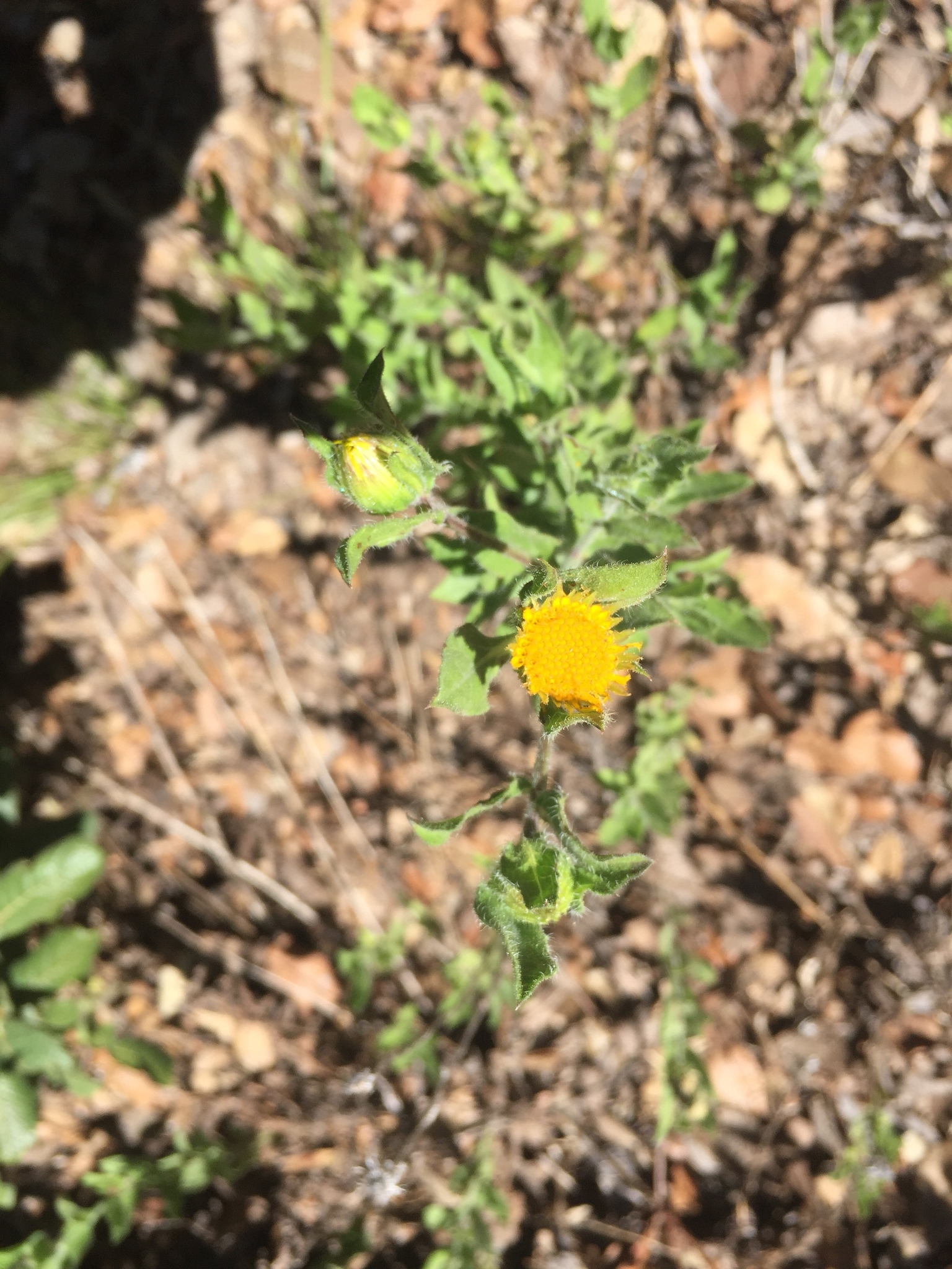 Heterotheca fulcrata