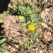 Rockyscree False Goldenaster - Photo (c) Tony Palmer, some rights reserved (CC BY-NC)