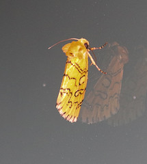 Chrysoecia atrolinea