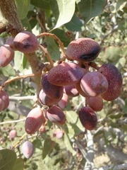 Pistacia vera