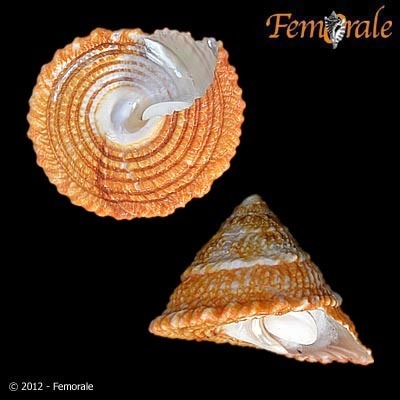 Red Turban (Northern California Rocky Intertidal Species) · iNaturalist
