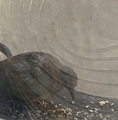 Streptopelia senegalensis