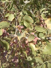 Pistacia vera