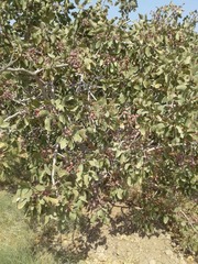 Pistacia vera