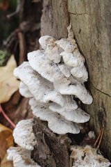 Fungi