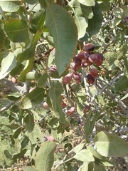 Pistacia vera
