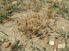 Hordeum geniculatum