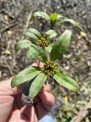 Bidens comosa