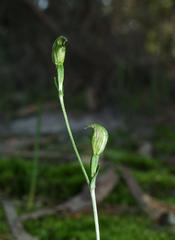 Pterostylis parviflora