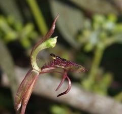 Chiloglottis curviclavia