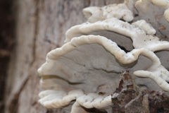 Fungi