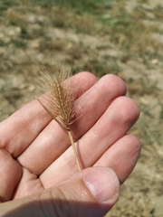 Hordeum geniculatum