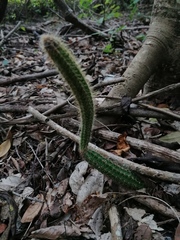 Acanthocereus hesperius