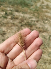 Hordeum geniculatum