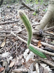 Acanthocereus hesperius
