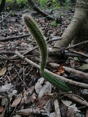 Acanthocereus hesperius