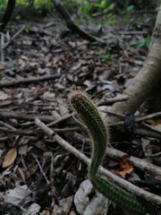 Acanthocereus hesperius