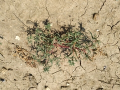 Petrosimonia brachiata