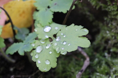 Chelidonium majus