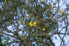 Handroanthus chrysotrichus