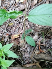 Acanthocereus hesperius