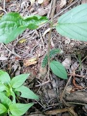 Acanthocereus hesperius