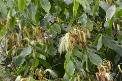 Calliphlox amethystina