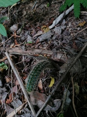 Acanthocereus hesperius