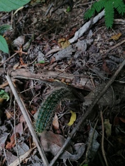 Acanthocereus hesperius