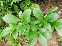 Condamineeae