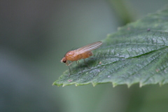 Sapromyza